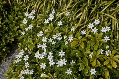 Quelles plantes conviennent à la sous-plantation de l'hortensia?