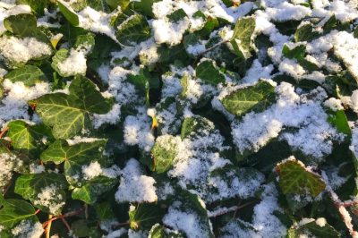 Nourrir correctement les hérissons - lignes directrices pour une alimentation adaptée à l'espèce