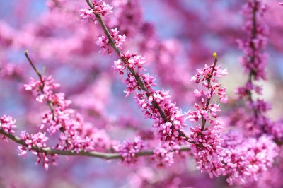 Judasbaum inspire avec une floraison précoce