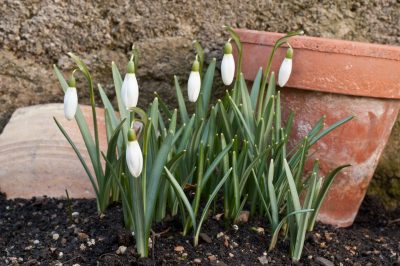 Propagation et hivernage, taille, Arbre de Judas - soins