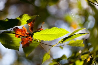 Judasbaum – Schöne Arten und Sorten für jeden Garten