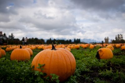 Quel endroit promet la meilleure croissance de citrouille?