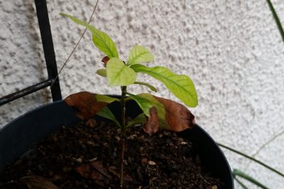 Mon caféier a des feuilles brunes!, Au secours