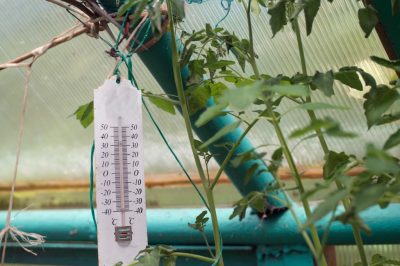 Utilisez la couronne impériale pour agir contre le campagnol dans le jardin sans utiliser de produits chimiques ni de violence