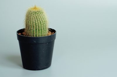 Quels cactus conviennent aux débutants?