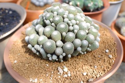 Planter des cactus dans le sable - voici comment cela fonctionne