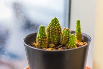 Hivernage réussi des cactus - c'est ce à quoi vous devez faire attention