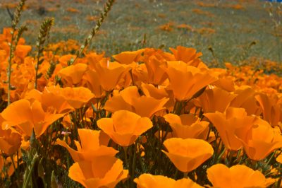 Graines de pavot de Californie: comment le succès des semis est-il couronné?