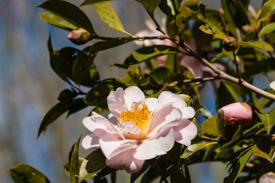 Quelles maladies et ravageurs apparaissent sur les camélias?