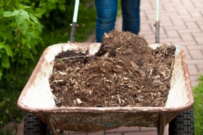 Fertiliser correctement les pommes de terre