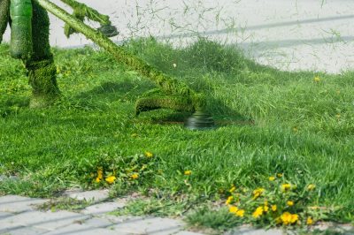 Voici comment cela fonctionne avec le semis des pommes de terre dans le jardin