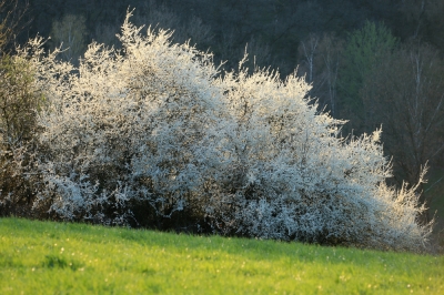 À quelle fréquence devez-vous fertiliser un palmier Kentia?