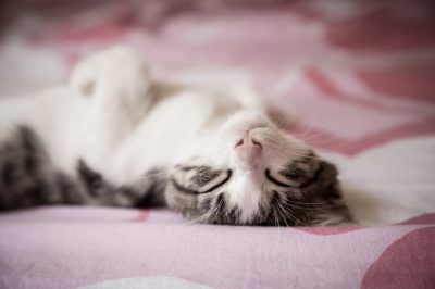 Le palmier Kentia n'est pas toxique pour les chats