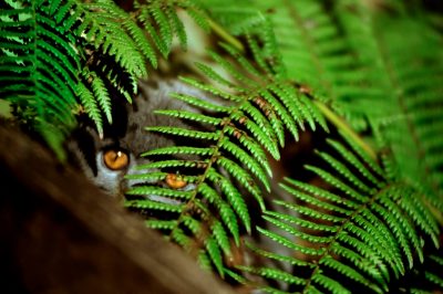 N'ayez pas peur des lichens sur les cerisiers