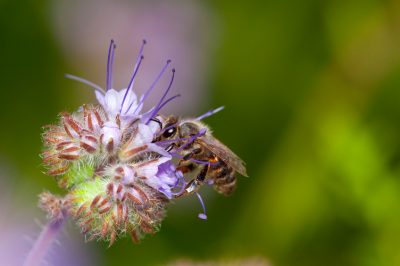 Du bourgeon à la fleur