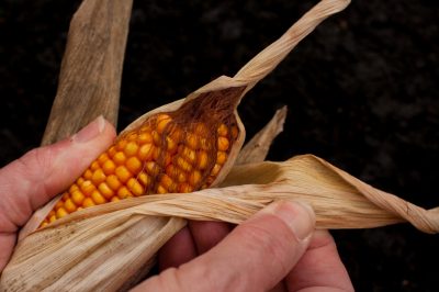 Quand le pavot de maïs fleurit-il?