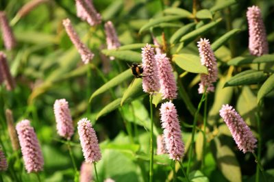 Planter et entretenir la renouée