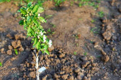 Quand est la saison de la noix de coco?