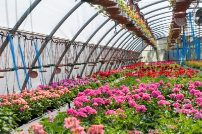 Voici comment le noisetier tire-bouchon se développe dans la baignoire pour la plantation et les soins