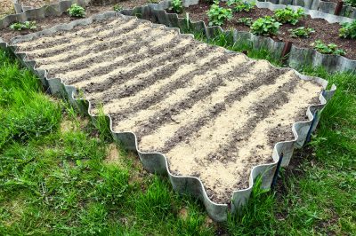 Dans quel endroit le saule tire-bouchon se développe-t-il?