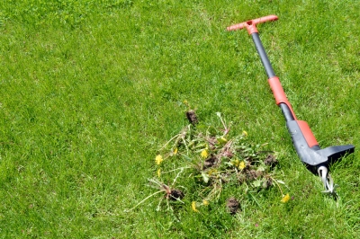 Que rechercher lors de la plantation d'un saule tire-bouchon