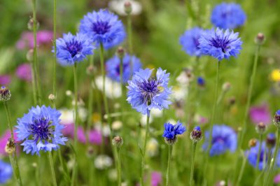 Fleurs d'été avec une touche de nostalgie - le bleuet