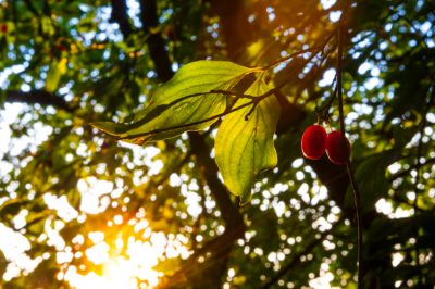 Planter correctement les cerises cornéliennes