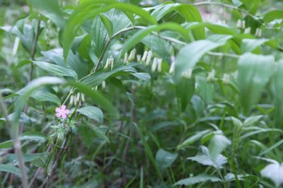 Quel emplacement préfère la fleur de pasque?