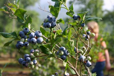 Entretenir et couper les myrtilles cultivées