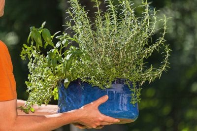 Lavendel als Zimmerpflanze wenig geeignet