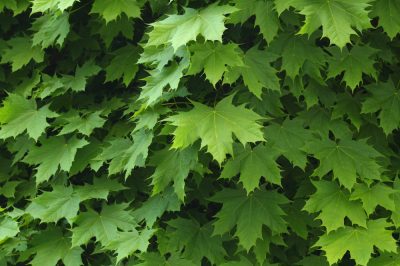 Variétés de lavande à croissance basse