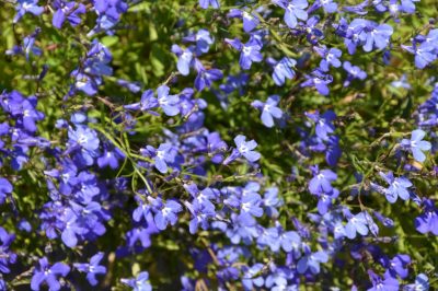 Pour une longue floraison - réduire la lobélie