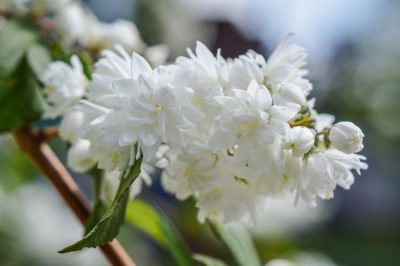 Faits intéressants sur la plantation du cerisier laurier