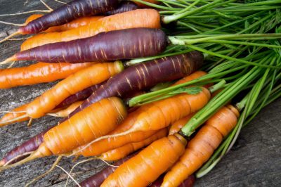 Récoltez de délicieuses carottes fraîches de votre propre potager