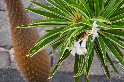 Il est si facile de tirer de nouvelles ramifications de votre palmier de Madagascar