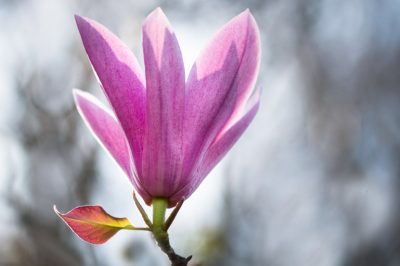 Propager le magnolia par boutures