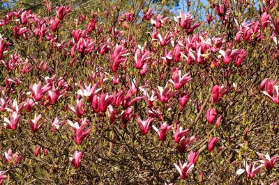 Différents types de magnolias ont des périodes de floraison différentes