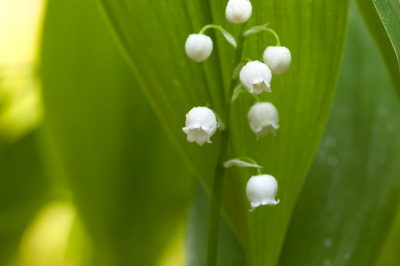 Combien de temps dure la floraison des muguets?