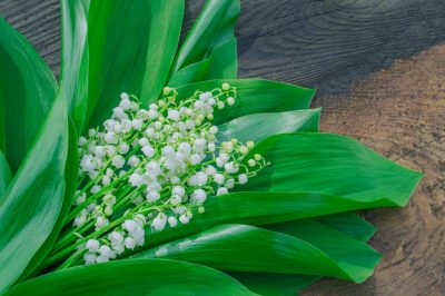 Avez-vous besoin de couper le muguet après la floraison?