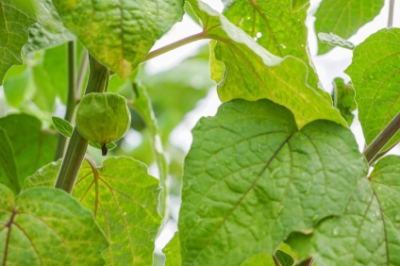 Que faut-il savoir sur la fleur de mauve?