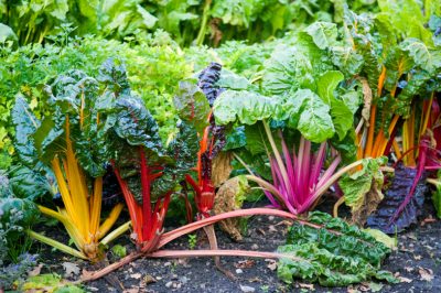 Bette à carde pour le jardin: décorative et riche en vitamines