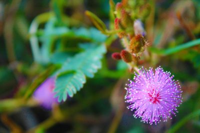 La fleur du mimosa