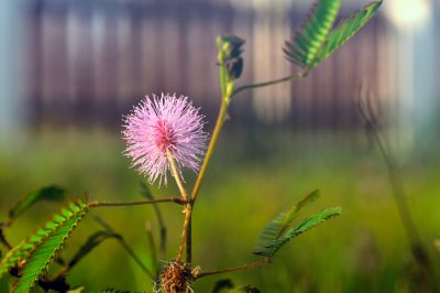 Quelle taille peut pousser un mimosa?