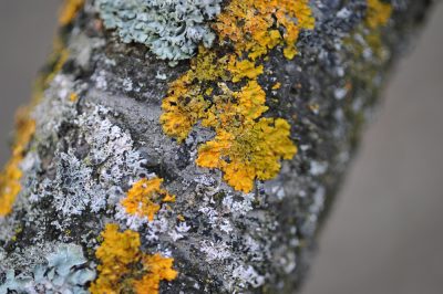 Un mimosa souffre rarement d'une maladie