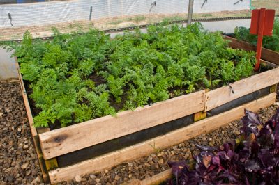 Protégez les carottes des parasites dans votre propre jardin