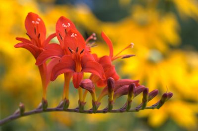 Quand les montbretiens fleurissent-ils?