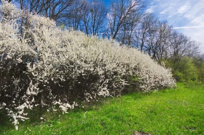 La mousse fournit des services précieux pour les orchidées fines, De cette façon