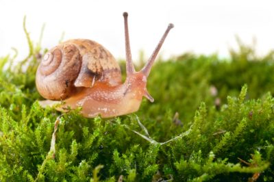 Pourquoi la mousse agit-elle contre les escargots? pour l'application