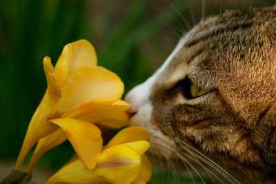 Oeillets - plantes reconnaissantes et faciles d'entretien pour le balcon