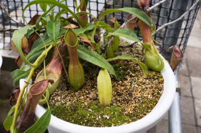 Quel substrat convient aux népenthes (plantes à pichet)?